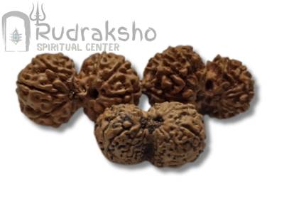Gauri Shankar Rudraksha from Indonesia